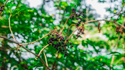 Elderberry growing on a tree,elderberry bush ripe berries.Beautiful twig with elderberry