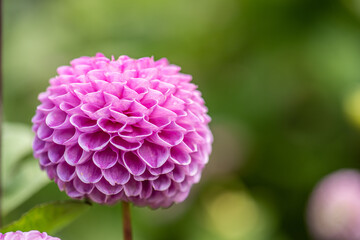 Flower of a Dahlia Jayne.
