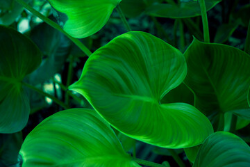Fototapeta na wymiar Tropical dark green leaf, large foliage,