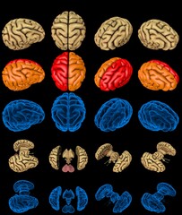 Set of isolated brain renders - whole and split with xray examination style image and different colored functional zones, physiology concept - creative 100 MPx medical 3D illustration