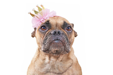 Portrait of French Bulldog dog wearing a golden and pink crown on white background