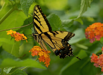 Swallowtail, butterfly, portrait, individual insect, isolated insect, nectar foraing