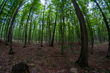 A view from the ground up of tall trees in a forest. Fisheye view.