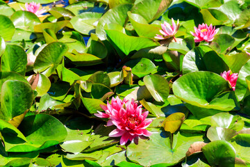 Pink water lily (Nymphaea) in a lake