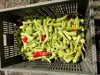 fresh vegetables on the market