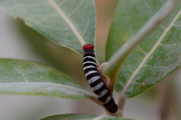caterpillar on a leaf