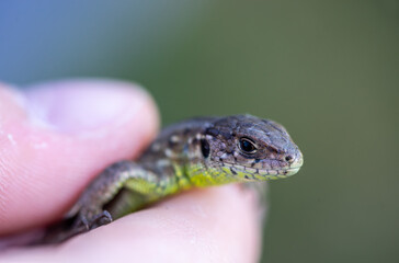 Close-up of an european common lizard in hand. Darevskia praticola.