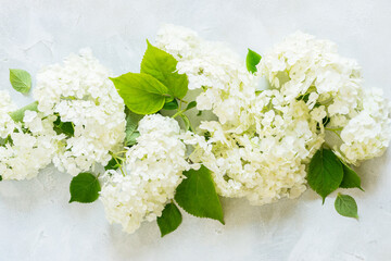 Hydrangea Hortensia Flower, copy space