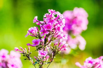 Obraz premium Beautiful Pinks Flocks Flowers in the garden