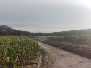 rural landscape with fog