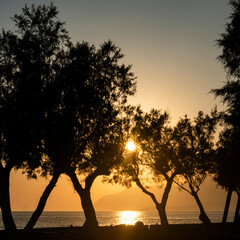 Fototapeta na wymiar sunset olives