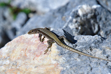 Mauereidechse (Podarcis muralis) in den Alpen	