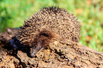 Young European hedgehog (Erinaceus europaeus) on a log