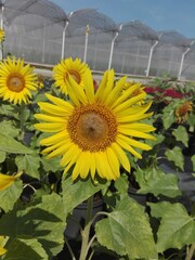 sunflower in a garden
