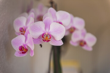 pink orchid in a vase