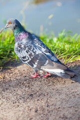 Birds in the city. Wild birds and the pond