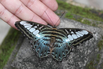 butterfly on a hand