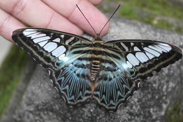 butterfly on a leaf