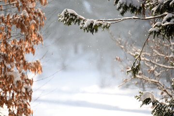 Pine branches in the snow and yellow leaves on a branch on a sunny frosty winter day. Falling snow sparkling in the sun. First frosts.
