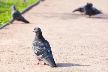 A pigeon is a city bird that walking on the gray ground