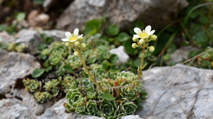 Rispen-Steinbrech, Saxifraga paniculata, mit Kalkabsonderungen an de Blättern, polsterförmige Wuchsart