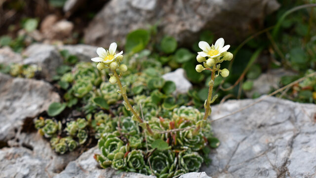 Rispen-Steinbrech, Saxifraga paniculata, mit Kalkabsonderungen an de Bl&auml;ttern, polsterf&ouml;rmige Wuchsart