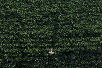 Aerial view of soybean farmer with drone remote controller in field