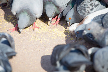 Many pigeons chill on the asphalt. Gray pigeons