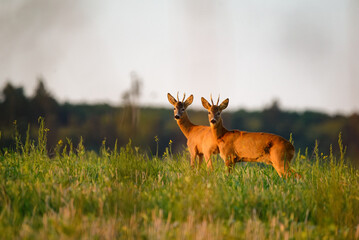 Two Roe bucks on the field