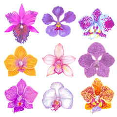 Watercolor tropical orchid flowers set.