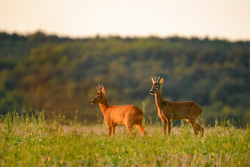 Two Roe bucks on the field