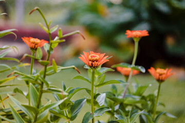 a group of red zinnias finally bloom in the back garden