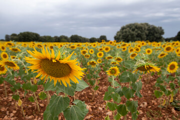 Obraz premium Field of yellow sunflowers in spring. Sunflowers from Spain.
