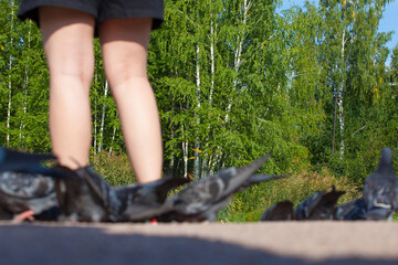 Many pigeons chill on the asphalt. Gray pigeons and girls' feet