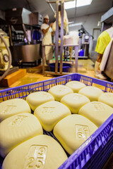 fabricacion artesanal de queso Binigarba - denominacion de origen Mahon artesano-  finca Binigarba, Ciutadella, Menorca, Islas Baleares, españa, europa.