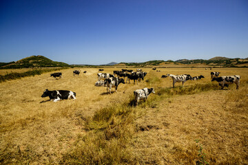 vacas frisonas, es Mercadal, Menorca, Islas Baleares, españa, europa