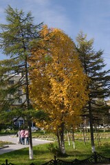 autumn in the park