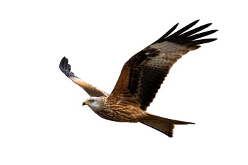 Majestic red kite, milvus milvus, in flight isolated on white background. Magnificent feathered predator with spread wings cut out on blank. Wild predator hovering in the air with empty backdrop.