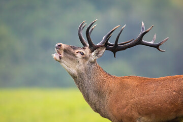 Strong red deer, cervus elaphus, stag with massive antlers roaring in rutting season. Male mammal challenging others and calling with open mouth in close-up.
