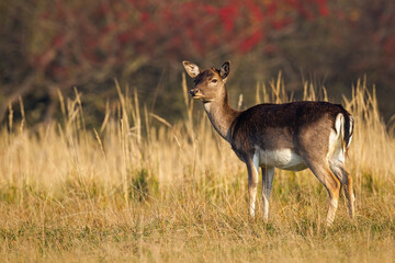 Cute fallow deer, dama dama, hind looking aside on a meadow in autumn nature with copy space....