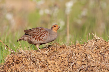 Little grey partridge, perdix perdix, standing on ground in summer sun. Small bird rustling feather...