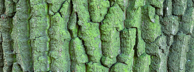 Oak tree bark. Wooden background.