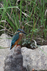 Naklejka premium 野鳥 カワセミ