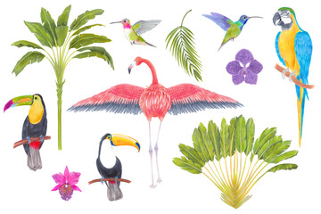 Watercolor tropical bird, trees, flowers and leaves. Toucan flamingo colibri macaw parrot birds, orchid flowers, areca palm heliconia flower. Cololful tropic background isolated on white