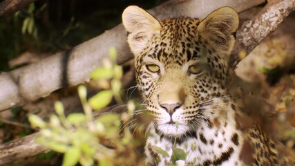 A close-up of a young leopard's face while sitting in the thicket looking around exploring its surroundings.