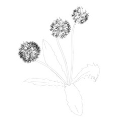 Dandelion contour isolated on white background. Vector illustration