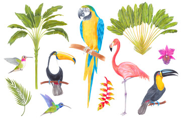 Watercolor tropical bird, trees, flowers and leaves. Toucan flamingo colibri macaw parrot birds, orchid flowers, areca palm heliconia flower. Cololful tropic background isolated on white