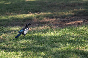 Magpie (Pica pica) of the corvidae family walking through the grass of a city park