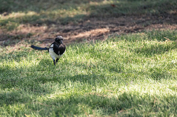 Magpie (Pica pica) of the corvidae family walking through the grass of a city park