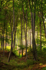 Colorful vivid green spring enchanted forest